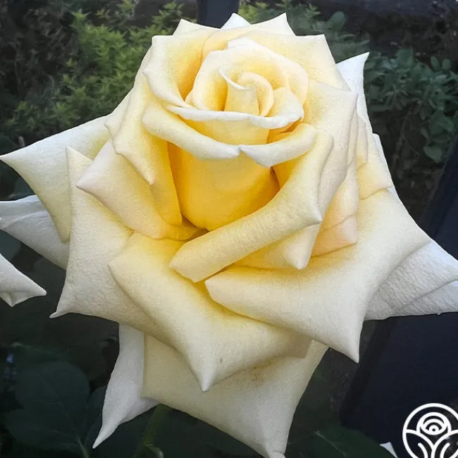 Robert Bruce>Heirloom Roses Discount