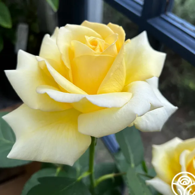 Robert Bruce>Heirloom Roses Discount
