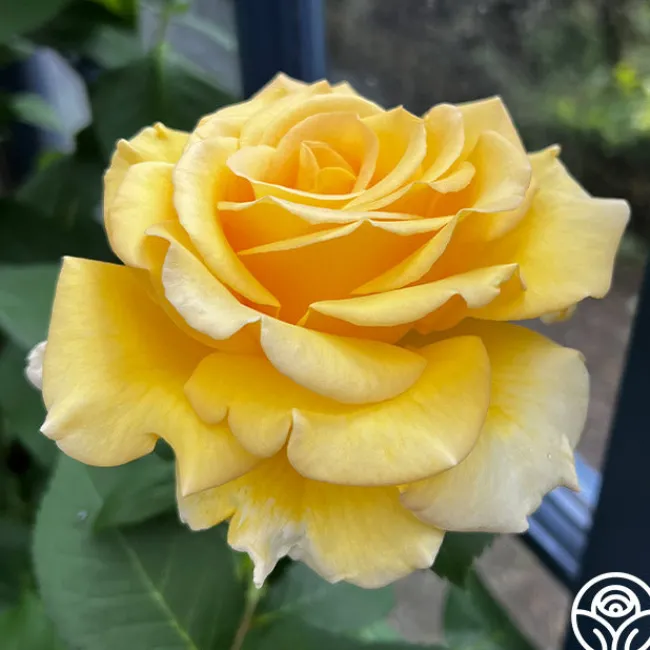 Robert Bruce>Heirloom Roses Discount