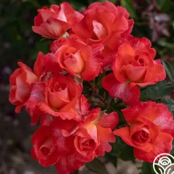 Robert Clements™>Heirloom Roses Clearance