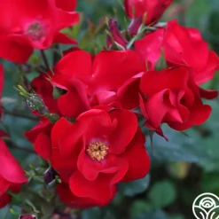Robusta>Heirloom Roses Sale