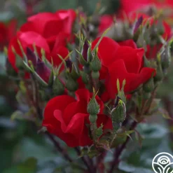 Robusta><noscript><img width=