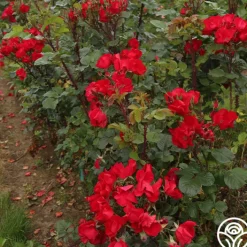 Robusta><noscript><img width=