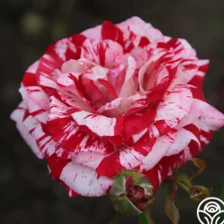Rock & Roll™>Heirloom Roses New