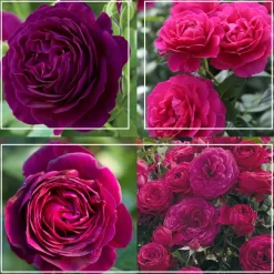 Romantic Bouquet Collection>Heirloom Roses New