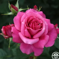 Romantic Bouquet Collection><noscript><img width=