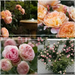 Romantic Climbers Collection>Heirloom Roses Sale