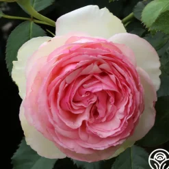Romantic Climbers Collection>Heirloom Roses Sale