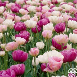 Romantic Mix>Heirloom Roses Best