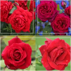 Romantic Red Bouquet Collection>Heirloom Roses New
