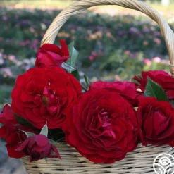 Romantic Red Bouquet Collection>Heirloom Roses New