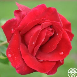 Romantic Red Bouquet Collection><noscript><img width=