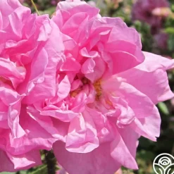 Rosa Damascena Semperflorens (Autumn Damask)>Heirloom Roses Outlet