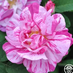 Rosa Mundi>Heirloom Roses Discount