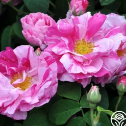 Rosa Mundi><noscript><img width=