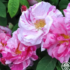 Rosa Mundi><noscript><img width=