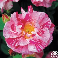 Rosa Mundi><noscript><img width=