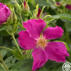 Rosa Rugosa>Heirloom Roses Best
