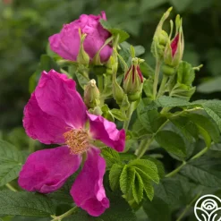 Rosa Rugosa>Heirloom Roses Best