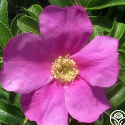 Rosa Rugosa><noscript><img width=