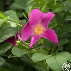 Rosa Rugosa><noscript><img width=