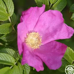 Rosa Rugosa><noscript><img width=