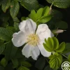 Rosa Rugosa Alba>Heirloom Roses Discount