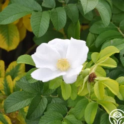 Rosa Rugosa Alba><noscript><img width=
