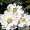 Rosa Rugosa Alba Plena>Heirloom Roses Hot