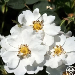 Rosa Rugosa Alba Plena>Heirloom Roses Hot