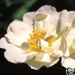 Rosa Rugosa Alba Plena><noscript><img width=