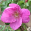 Rosa Rugosa Rubra>Heirloom Roses Sale