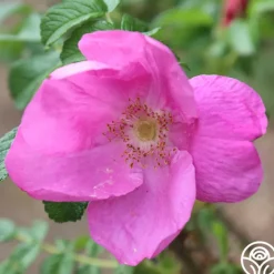 Rosa Rugosa Rubra>Heirloom Roses Sale