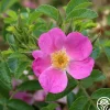 Rosalina>Heirloom Roses Clearance