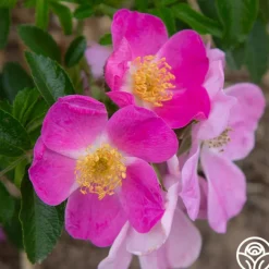 Rosalina>Heirloom Roses Clearance