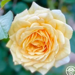 Rosanna Jacobs>Heirloom Roses Outlet