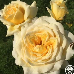 Rosanna Jacobs><noscript><img width=