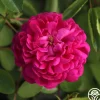 Rose de Rescht>Heirloom Roses Discount