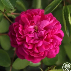 Rose de Rescht>Heirloom Roses Discount