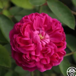 Rose de Rescht><noscript><img width=