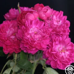 Rose de Rescht><noscript><img width=