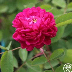 Rose de Rescht><noscript><img width=