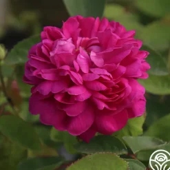 Rose de Rescht><noscript><img width=