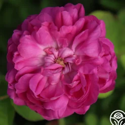 Rose de Rescht><noscript><img width=