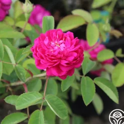 Rose de Rescht><noscript><img width=