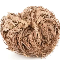 Rose of Jericho>Heirloom Roses Outlet