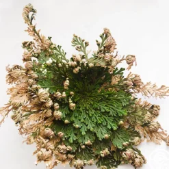 Rose of Jericho>Heirloom Roses Outlet