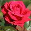 Rose Rhapsody™>Heirloom Roses Discount