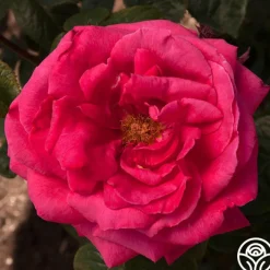 Rose Rhapsody™><noscript><img width=