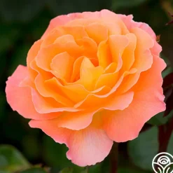 Rosemary Harkness™>Heirloom Roses New